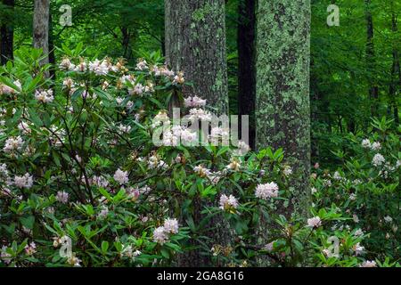 Rhododendron, Rhododendron maximum, également connu sous le nom de Great Laurel et Rosebay floraison en juillet dans la forêt de l'État du Delaware dans le Pocono de Pennsylvani'a Banque D'Images