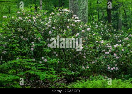 Rhododendron, Rhododendron maximum, également connu sous le nom de Great Laurel et Rosebay floraison en juillet dans la forêt de l'État du Delaware dans le Pocono de Pennsylvani'a Banque D'Images