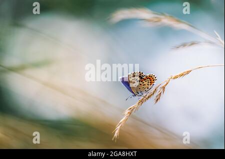 Gros plan d'un petit papillon mignon (Scolitantides orion, les papillons à ailes de gossamer bleu à damier) perçant sur une herbe. Magnifique effet rétrogro flou Banque D'Images