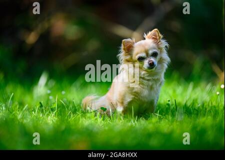 Petit chihuahua mignon assis dans l'herbe verte fraîche. C'est l'été, le soleil brille et les couleurs sont vives. Banque D'Images