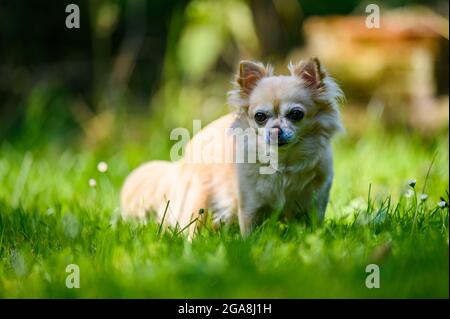 Petit chihuahua mignon couché dans l'herbe verte fraîche. C'est l'été, le soleil brille et les couleurs sont vives. Banque D'Images