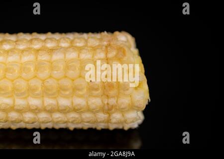 Un petit maïs biologique doux mûr jaune vif, gros plan, sur fond noir. Banque D'Images