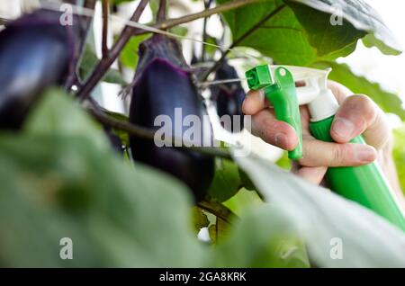 L'aubergine pousse dans une serre. Les mains des hommes tiennent le vaporisateur et arroser la plante aubergine Banque D'Images