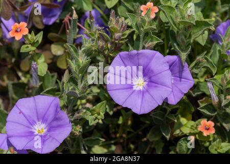 Gros plan d'un convolvulus bleu moulu (convolvulus sabatius) fleurs en fleur Banque D'Images