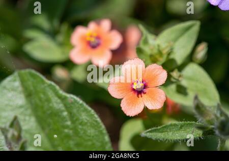 Gros plan d'une fleur de calaque (anagallis arvensis) en fleur Banque D'Images