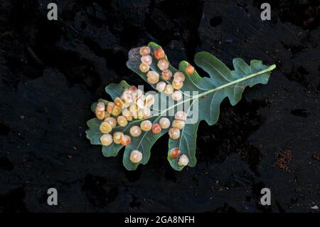 Les galles de la commune spangle cynips neuroterus quercusbaccarum wasp sur la face inférieure de la feuille de chêne pédonculé Banque D'Images