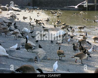 Les cygnes et les oies affluent jusqu'au rivage de Bowness-on-Windermere, sachant qu'ils seront bien nourris par les nombreux touristes du Lake District. Banque D'Images