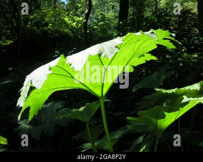 La lumière du soleil tombe sur une énorme feuille de gunnera dans les bois ombragés à Stagshaw Garden / Skelghyll Wood. Banque D'Images