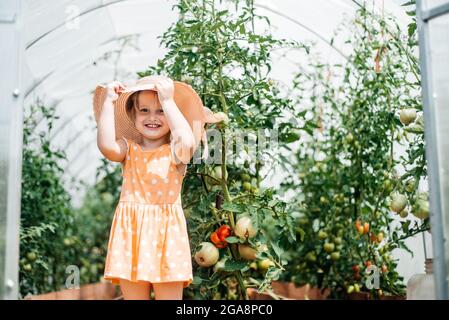 récolte des filles en automne, chaud été ensoleillé, tomates en serre. Jour ensoleillé. Banque D'Images