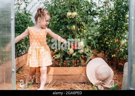 récolte des filles en automne, chaud été ensoleillé, tomates en serre. Jour ensoleillé. Banque D'Images