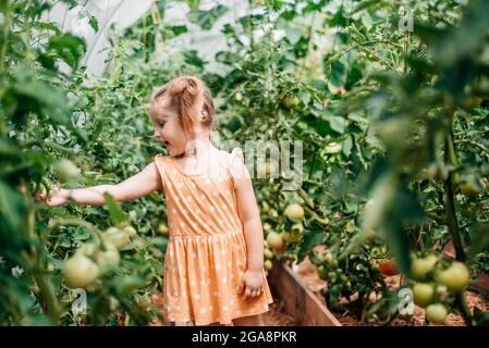 récolte des filles en automne, chaud été ensoleillé, tomates en serre. Jour ensoleillé. Banque D'Images