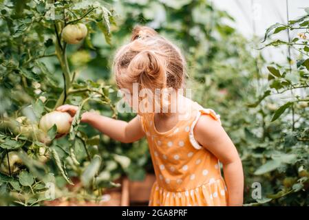 récolte des filles en automne, chaud été ensoleillé, tomates en serre. Jour ensoleillé. Banque D'Images