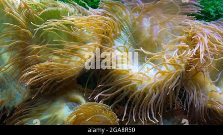 Mère de perle ou anémones nacrées et jaunes de mer près sur un récif tropical de corail. Monde sous-marin. Polype sessile attaché à la base de la surfa Banque D'Images