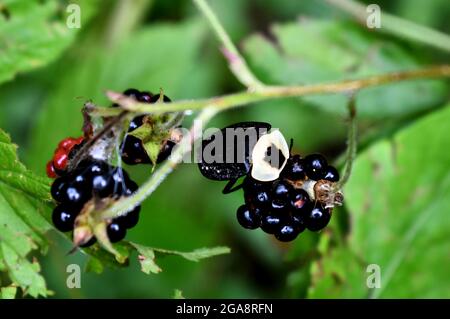 Béetle de la carrière américaine (Necrophila americana) sur les mûres sauvages Banque D'Images