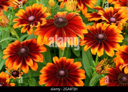 Un groupe de têtes de fleurs orange et rouge de Rudbeckia SummerMarguerite's Bronze bicolore, Banque D'Images