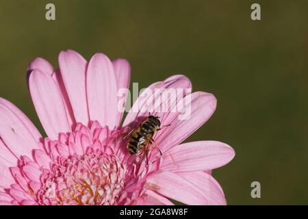 Gros plan fleur rose d'un Gerbera, famille des Asteraceae et Batman hoverfly (Myathropa florea), famille des Syrphidae. Pays-Bas juillet Banque D'Images