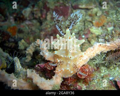 Nudibranch blanc ou Slug de mer (Nembrotha) au sol dans la mer philippine 12.2.2015 Banque D'Images
