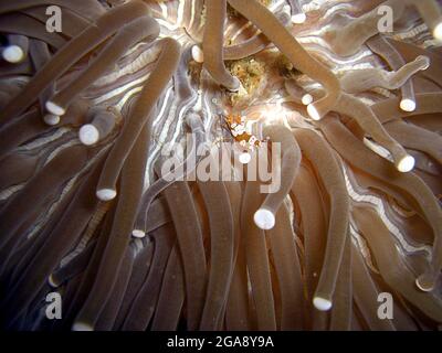 Crevettes (Thor amboinensis) sur une anémone dans la mer philippine 7.12.2015 Banque D'Images