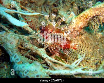 Le poisson de Lion rouge (Pterois Volitans) nage dans la mer philippine 11.12.2013 Banque D'Images