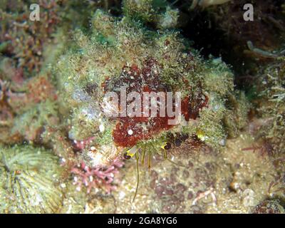 Le crabe petit Hermit (Paguroidea) dépasse de derrière une pierre dans la mer philippine 12.2.2015 Banque D'Images