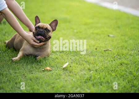 Un adorable boudogue français souriant est pété par son propriétaire sur un terrain d'herbe vivant dans un parc ensoleillé Banque D'Images