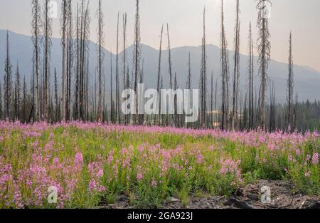 La mouchee (Chamaenerion angustifolium) croît parmi les accrocs d'arbres de feu de forêt dans le parc national Kootenay, Colombie-Britannique, Canada Banque D'Images