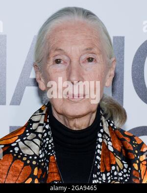 9 octobre 2017, Hollywood, Californie, États-Unis: Primatologue Dr. Jane Goodall assiste à la première de Los Angeles de National Geographic Documentary films ''Jane' (Credit image: © Billy Bennight/ZUMA Press Wire) Banque D'Images