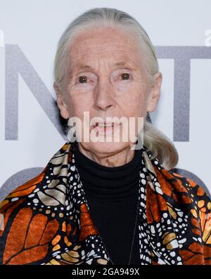 9 octobre 2017, Hollywood, Californie, États-Unis: Primatologue Dr. Jane Goodall assiste à la première de Los Angeles de National Geographic Documentary films ''Jane' (Credit image: © Billy Bennight/ZUMA Press Wire) Banque D'Images