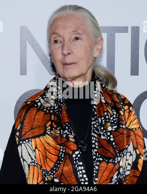 9 octobre 2017, Hollywood, Californie, États-Unis: Primatologue Dr. Jane Goodall assiste à la première de Los Angeles de National Geographic Documentary films ''Jane' (Credit image: © Billy Bennight/ZUMA Press Wire) Banque D'Images