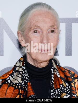 9 octobre 2017, Hollywood, Californie, États-Unis: Primatologue Dr. Jane Goodall assiste à la première de Los Angeles de National Geographic Documentary films ''Jane' (Credit image: © Billy Bennight/ZUMA Press Wire) Banque D'Images