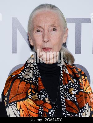 9 octobre 2017, Hollywood, Californie, États-Unis: Primatologue Dr. Jane Goodall assiste à la première de Los Angeles de National Geographic Documentary films ''Jane' (Credit image: © Billy Bennight/ZUMA Press Wire) Banque D'Images