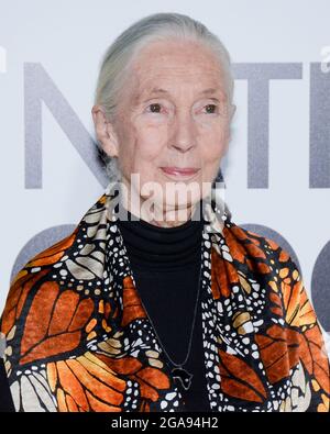 9 octobre 2017, Hollywood, Californie, États-Unis: Primatologue Dr. Jane Goodall assiste à la première de Los Angeles de National Geographic Documentary films ''Jane' (Credit image: © Billy Bennight/ZUMA Press Wire) Banque D'Images