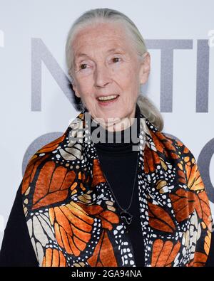 9 octobre 2017, Hollywood, Californie, États-Unis: Primatologue Dr. Jane Goodall assiste à la première de Los Angeles de National Geographic Documentary films ''Jane' (Credit image: © Billy Bennight/ZUMA Press Wire) Banque D'Images