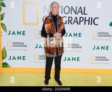 9 octobre 2017, Hollywood, Californie, États-Unis: Primatologue Dr. Jane Goodall assiste à la première de Los Angeles de National Geographic Documentary films ''Jane' (Credit image: © Billy Bennight/ZUMA Press Wire) Banque D'Images