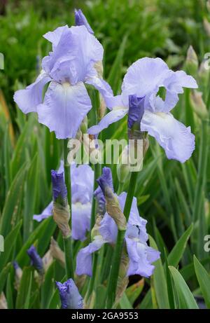 Fleurs bleu clair d'Iris 'Jane Phillips', un grand iris barbu. ROYAUME-UNI Banque D'Images