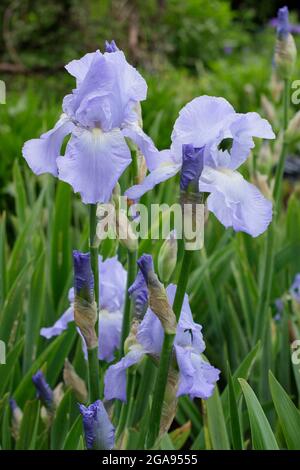 Fleurs bleu clair d'Iris 'Jane Phillips', un grand iris barbu. ROYAUME-UNI Banque D'Images