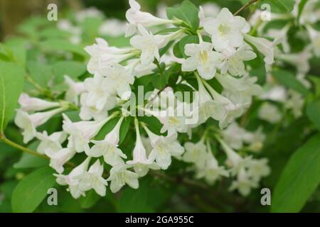 Fleurs blanches de Weigela 'White Knight' un arbuste à feuilles caduques. ROYAUME-UNI Banque D'Images