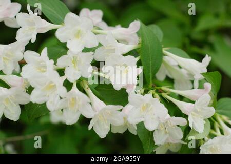 Fleurs blanches de Weigela 'White Knight' un arbuste à feuilles caduques. ROYAUME-UNI Banque D'Images