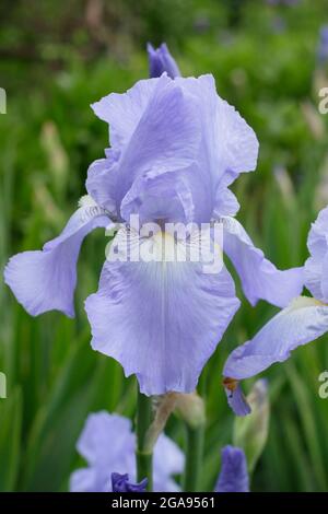 Fleurs bleu clair d'Iris 'Jane Phillips', un grand iris barbu. ROYAUME-UNI Banque D'Images