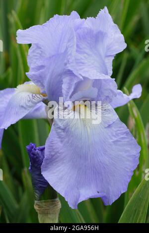 Fleurs bleu clair d'Iris 'Jane Phillips', un grand iris barbu. ROYAUME-UNI Banque D'Images