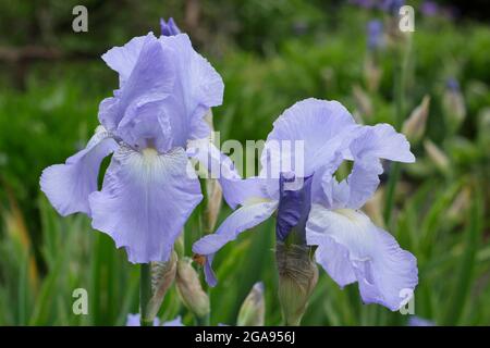 Fleurs bleu clair d'Iris 'Jane Phillips', un grand iris barbu. ROYAUME-UNI Banque D'Images
