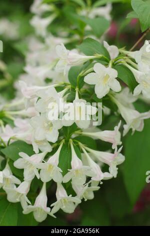 Fleurs blanches de Weigela 'White Knight' un arbuste à feuilles caduques. ROYAUME-UNI Banque D'Images