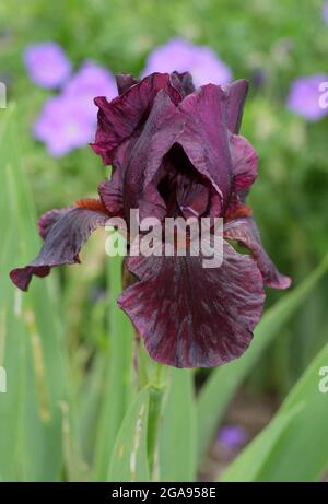 Fleurs profondes de l'iris 'Langport Wren', iris barbu intermédiaire. ROYAUME-UNI Banque D'Images