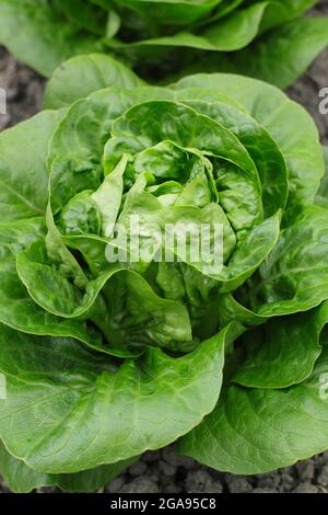 Lactuca sativa 'Little Gem' cos laitue poussant dans un potager, Royaume-Uni Banque D'Images