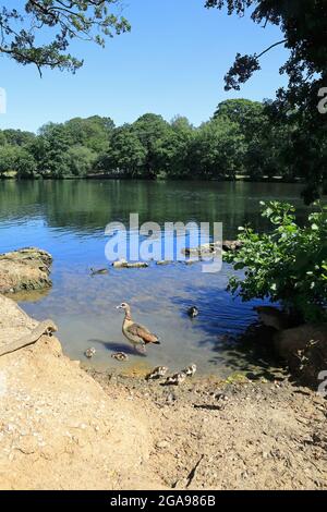 Bernaches égyptiennes sur le joli lac dans le parc historique de Grovelands, à Southgate et Winchmore Hill, au nord de Londres, Royaume-Uni Banque D'Images