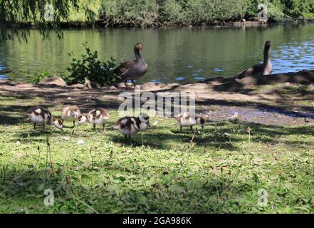 Bernaches égyptiennes sur le joli lac dans le parc historique de Grovelands, à Southgate et Winchmore Hill, au nord de Londres, Royaume-Uni Banque D'Images