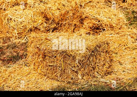 Paille fauchée dans le champ après la récolte de blé et emballée en balles carrées. Balles carrées de foin doré empilées dans un grand tas. Récolte d'automne de l'agr Banque D'Images