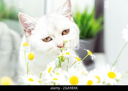 Chat argenté de shorthair britannique avec un bouquet de camomille. Concept été et vacances. Banque D'Images