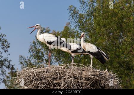 Trois cigognes blanches sur le nid par une journée ensoleillée avec ciel bleu dans le parc de Monte Selvagem - Alentejo, Portugal Banque D'Images