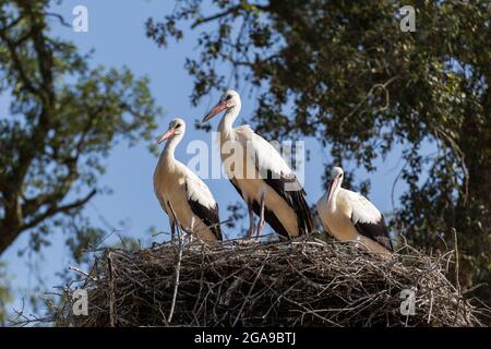 Trois cigognes blanches sur le nid par une journée ensoleillée avec ciel bleu dans le parc de Monte Selvagem - Alentejo, Portugal Banque D'Images